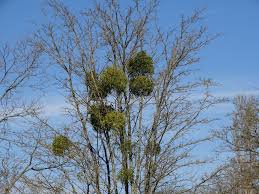 Image result for Viscum shirense