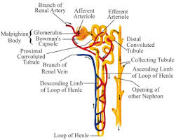 Arteries and veins are two of the body's main type of blood vessels. Notes Of Ch 6 Life Process Part Ii Class 10th Science