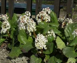Then in autumn the foliage becomes pink to red. Bergenia Cordifolia Schneekristall Bergenie