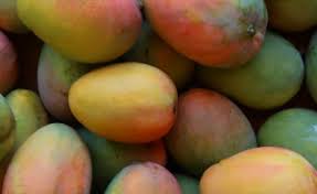 Every mango variety has different flavor profiles, shapes and growing habits but they all are a there is alot of history in this cultivar of mango, the 'zill' mango is a local favorite variety of the haden. Orange Essance Nick S Island Tropical Fruit Merritt Island