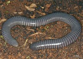 From wikipedia, the free encyclopedia. Ringed Caecilian Image Eurekalert Science News