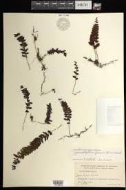 Image result for Hymenophyllum kuhnii