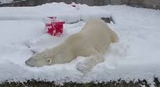 Blizzard the Point Defiance Zoo polar bear | Plowing into Monday ...