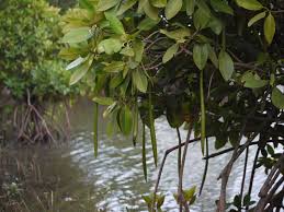 Image result for Rhizophora racemosa