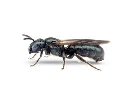 Maybe you would like to learn more about one of these? Insekten Sachsen