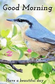 Best Good Morning HD Images, Wishes, Pictures and Greetings