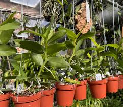 Image result for Angraecum humile