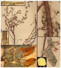 Image result for Lotus mlanjeanus