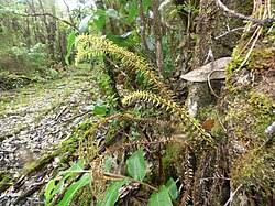 Image result for Huperzia mildbraedii