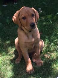 'friendly, active and outgoing' the akc lists breeders who have listed their pups for sale, either ready to purchase now or litters that are expected soon. Fox Red Labrador Retriever Puppies For Sale Derby Labradors