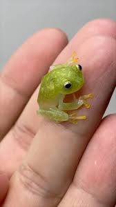 Image result for glass frog