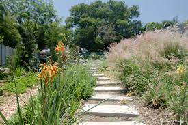 Image result for Aloe cooperi