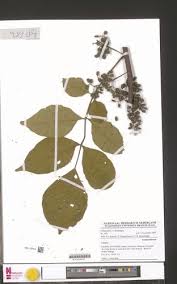 Image result for Lannea welwitschii