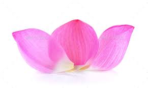 Image result for lotus against white background