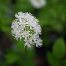Image result for Blumea adamsii
