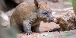Image result for Southern hairy-nosed wombat