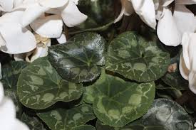 Identifying flowering plants is useful. Caring For Sick Cyclamen Plants Identification And Treatment Of Cyclamen Plant Diseases