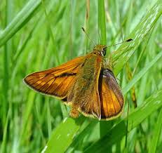 Image result for Ochlodes sylvanus