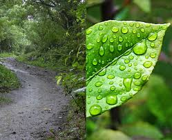 17 Techniques For Creating Designs Inspired By Nature Webdesigner Depot Webdesigner Depot Blog Archive See more ideas about leaf drawing, zentangle patterns, doodle art.