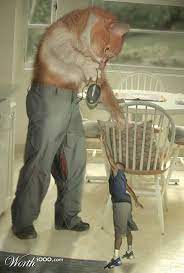 From what i read on the forums, it seems like panting is completely normal for fast, heavy play session but am i doing my cat a disservice by regularly playing. Cats N Pants Home Facebook