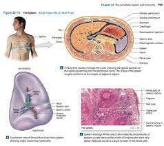 Medex A P Ch 22 The Lymphatic System And Immunity Flashcards Quizlet