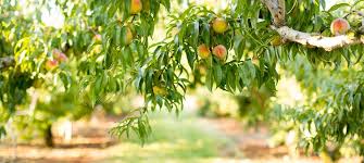 Our farm market at the orchard offers. Chiles Peach Orchard