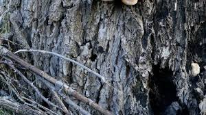 Saving your tree will be impossible if someone else hopes for it to die! Mushrooms In Willow Bark Tree Stock Footage Video 100 Royalty Free 1036150841 Shutterstock