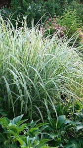 Japanese Grass For Sunny Spot Miscanthus Sinensis Variegatus Ornamental Grass Ornamental Grasses Japanese Garden Plants Garden Plants Uk