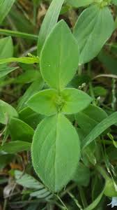 Image result for Richardia scabra