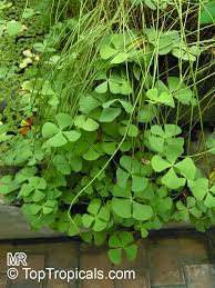 Image result for Marsilea apposita