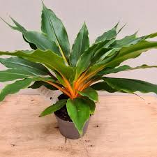 Indoors, due to its great tolerance for low light conditions and resistance to disease, it is perfect as houseplants in homes and greenhouses or used for interiorscape in offices, hotels and shopping malls. Chlorophytum Orchidastrum Green Orange Spider Plant Feels Like Home