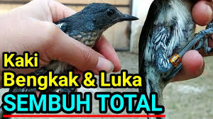 Maybe you would like to learn more about one of these? Kacer Bengkak Luka Sembuh Total Youtube
