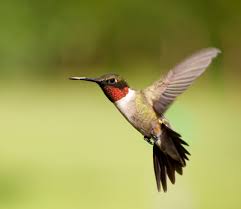 A dove hitting your window represents seeing far, visionary power, perspective, spirituality, and focus. 9 Ways To Stop Birds Flying Into Windows Big Green Purse