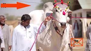 On this day muslims sacrifice (qurban) an animal, and divide into three parts, one part is distributed among the poors, second part is given to the relatives and third part is kept at home for own use. Hajj 2018 Eid Al Adha Qurbani White Bull Animal Sacrifice Youtube