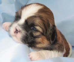 shih tzu puppy weight chart calculate the adult size of a tzu