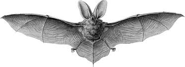 Fledermaus Zeichnung Fledermaus Zeichnen Zeichnung Fledermaus