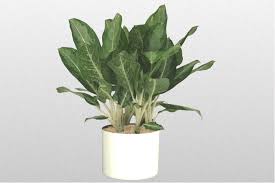 Aglaonema Deborah care