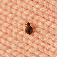 experts say this step by step plan will help get rid of bed bugs for good bed bugs bed bugs infestation rid of bed bugs