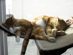 And international news, politics, business, technology, science, health, arts, sports and more. King Street Cats Community Facebook