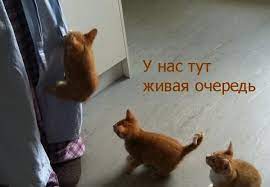 Смешные картинки котов с надписями &amp;mdash; подборка за Июль (15 фото)