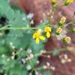 Image result for Cineraria deltoidea