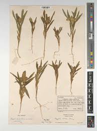 Image result for Polygala albida