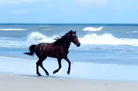 More than 100 wild horses moved from the beach to higher ground to seek shelter during the storm. How To See The Wild Horses Of The Outer Banks Carolina Traveler