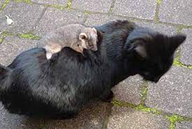 Cat Finds Possum Gives Him Piggyback Ride Cats Silly Animals Possum
