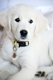 Rio The Golden Retriever White Golden Retriever Puppy Retriever Puppy Dogs And Puppies