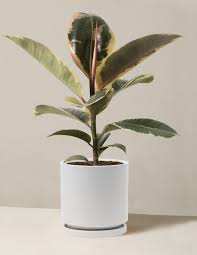 Image result for Ficus