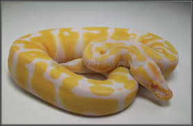 Within a few years particularly valuable morphs were selling for over $25,000. How Much Did You Pay For Your Albino Ball Python Page 4