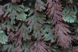 Image result for Hymenophyllum triangulare