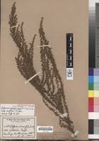 Image result for Cliffortia nitidula