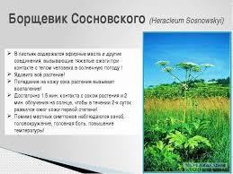 Немецкие сми раскрыли корни «борщевичного бедствия» в россии, указав, что оно было спровоцировано искусственным путем. Kak Vyglyadit Rastenie Borshevik Opisanie Foto